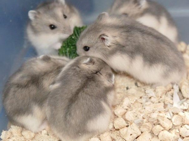 Породы хомяков | ЗооТом - продажа, вязка и услуги для животных в Коряжме