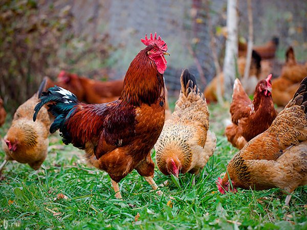 Породы куриц | ЗооТом - продажа, вязка и услуги для животных в Коряжме