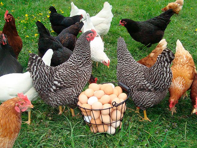 Содержание кур и уход за ними | ЗооТом - продажа, вязка и услуги для животных в Коряжме