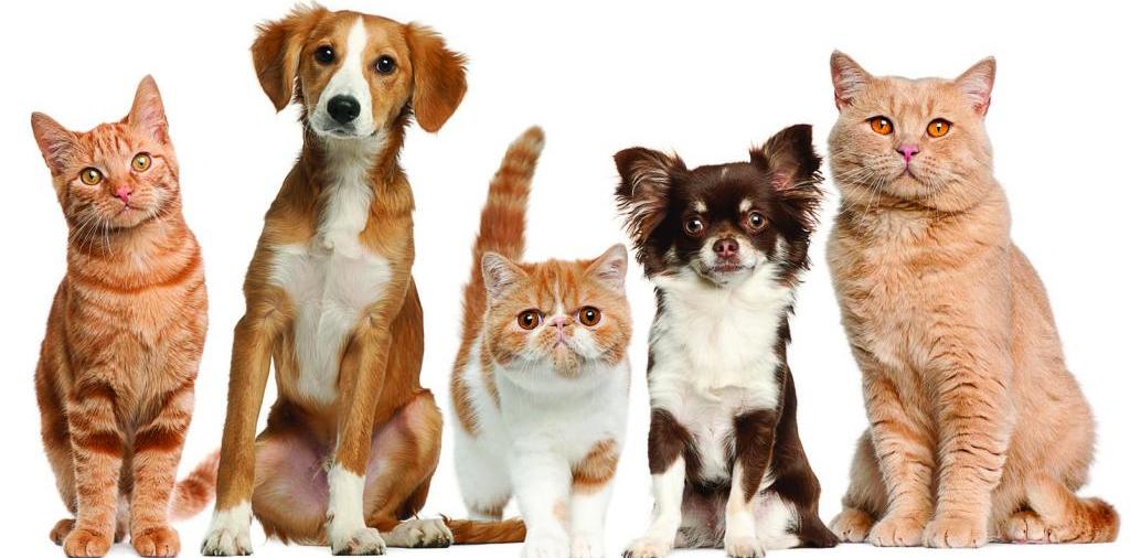 Доска объявлений о животных | ЗооТом - продажа, вязка и услуги для животных в Коряжме