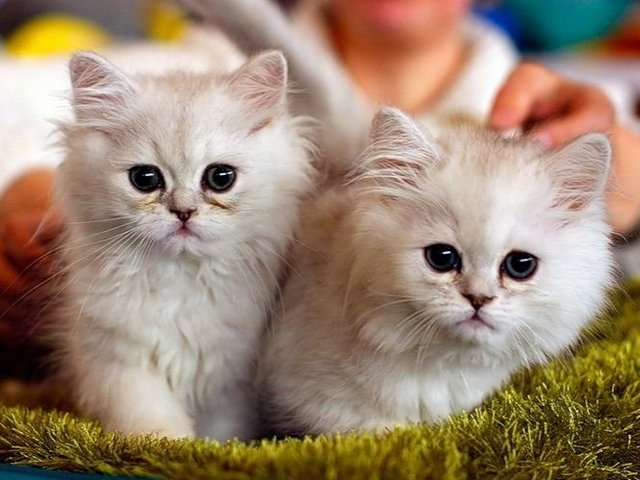 Породы кошек в Коряжме | ЗооТом портал о животных