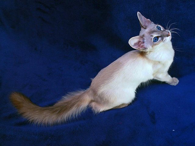 Выведенные породы кошек в Коряжме | ЗооТом портал о животных