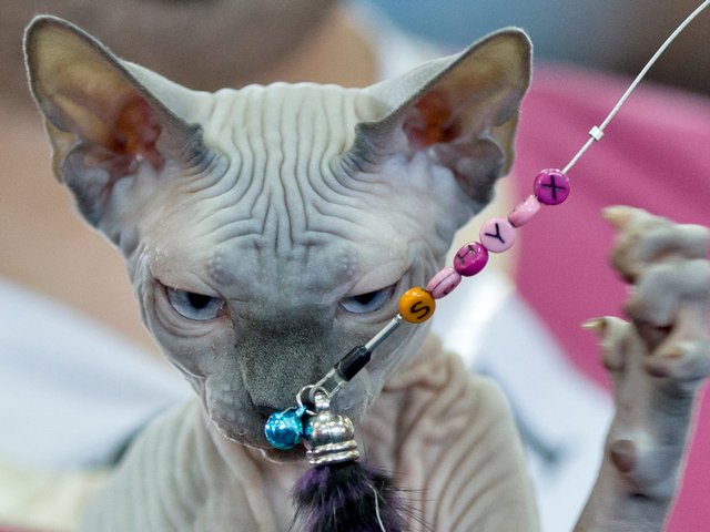 Выставки кошек в Коряжме | ЗооТом портал о животных