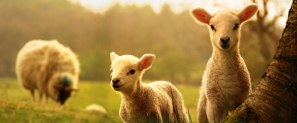 Объявления о сельскохозяйственных животных | ЗооТом - продажа, вязка и услуги для животных в Коряжме