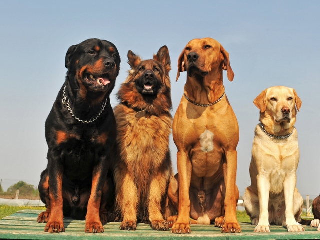 Крупные породы собак в Коряжме | ЗооТом портал о животных