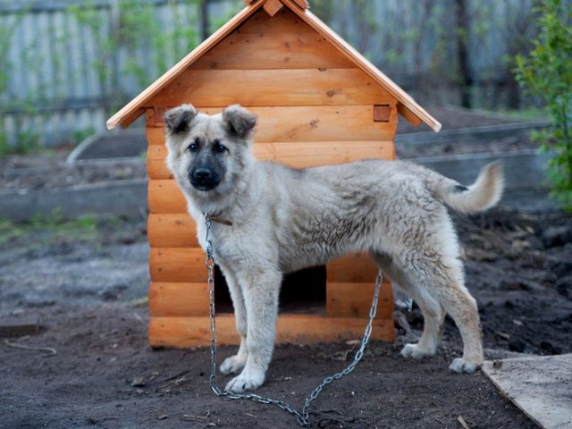 Все о собаках в Коряжме Все о собаках в Коряжме